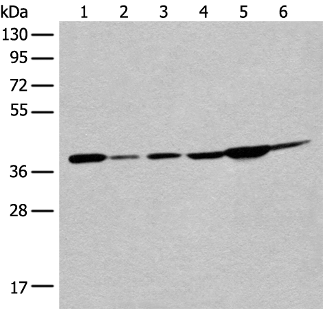 EIF2S1 Antibody