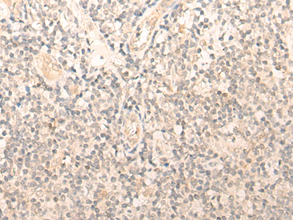 ELL2 Antibody