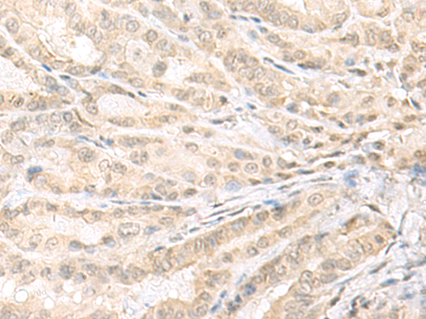 EMX1 Antibody