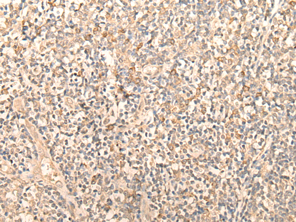 FAM105A Antibody