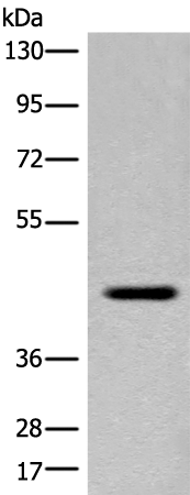 FAM105A Antibody