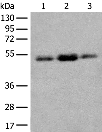 FAM98A Antibody