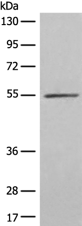 FSD1 Antibody