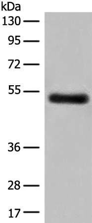 GK5 Antibody