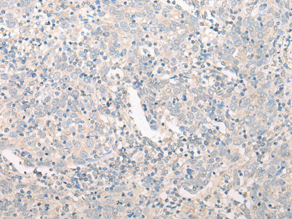 GPN2 Antibody