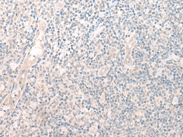 GPN2 Antibody