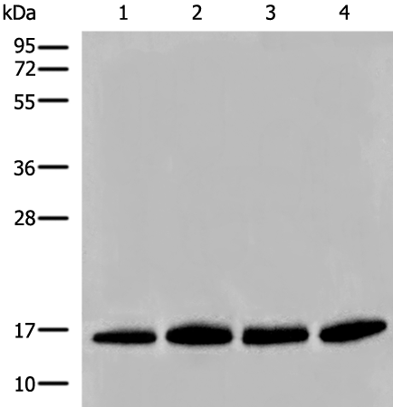 HIST1H2BA Antibody