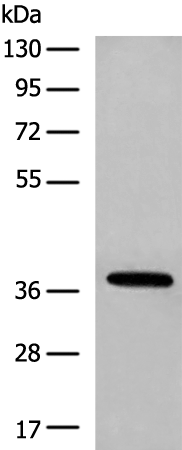 HOXA10 Antibody