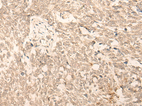 IFRD2 Antibody