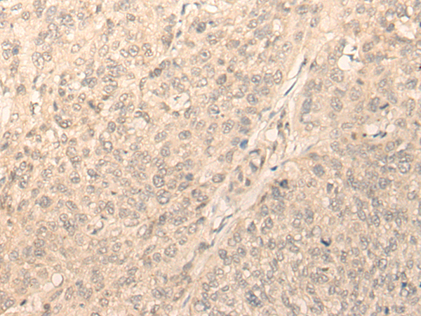 IFRD2 Antibody