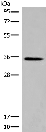 ITM2B Antibody