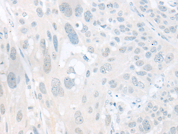 KCNH5 Antibody