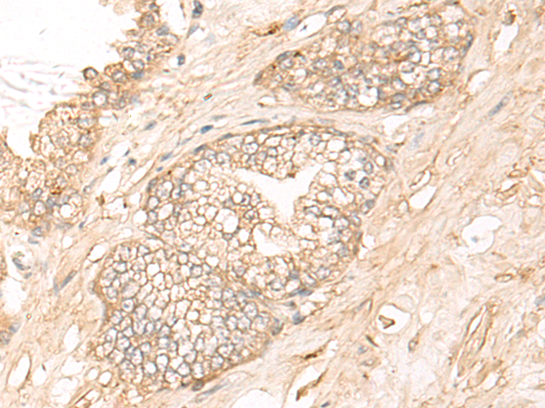 KCNS3 Antibody