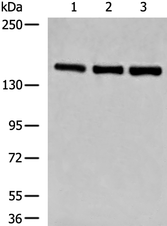 LPIN1 Antibody