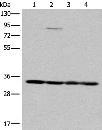 MRPL1 Antibody