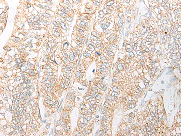 NME4 Antibody