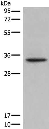 NUBP2 Antibody