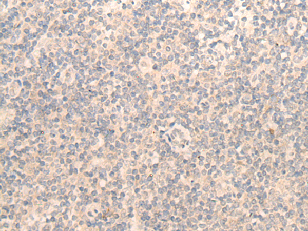 OLFML3 Antibody