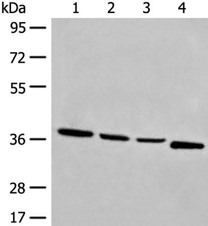 OTUD6A Antibody