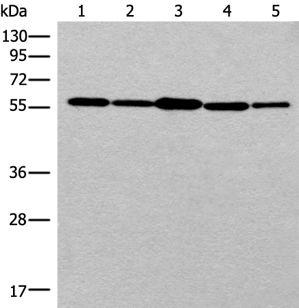 RAD23B Antibody