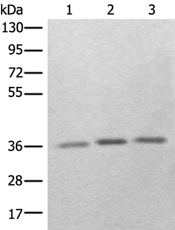 RBM11 Antibody