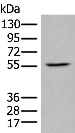 RIOX2 Antibody