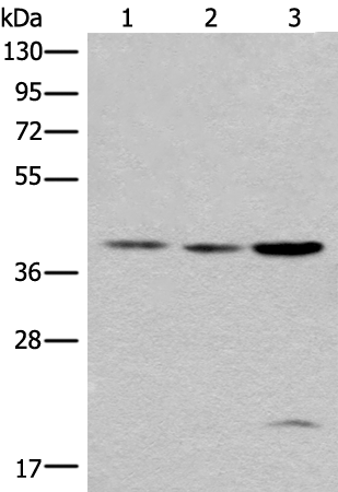 ROM1 Antibody