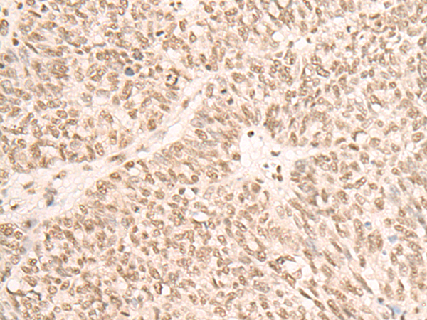 SF3A3 Antibody