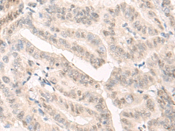 SF3A3 Antibody