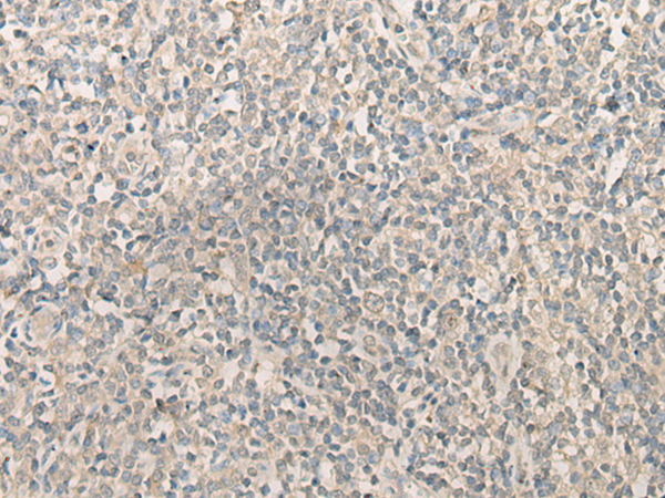 SGCD Antibody