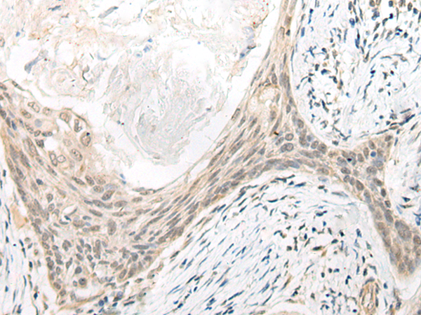 SLC22A24 Antibody