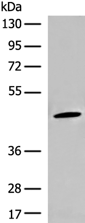 SLC37A4 Antibody