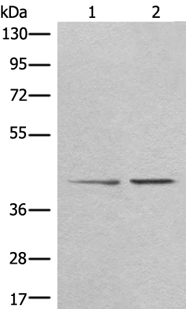 TMEM248 Antibody