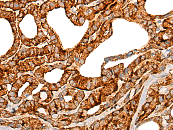 TNFSF10 Antibody