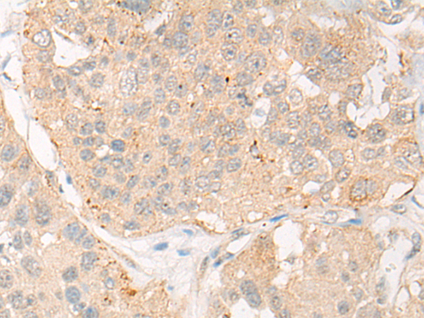 TNFSF10 Antibody