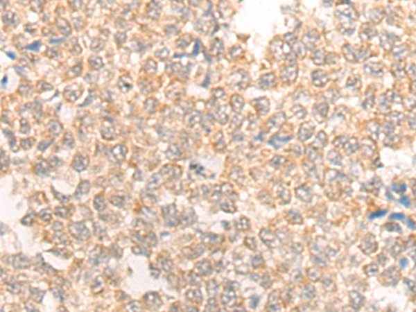 TRAF4 Antibody