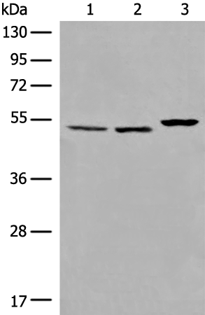 TRAF4 Antibody