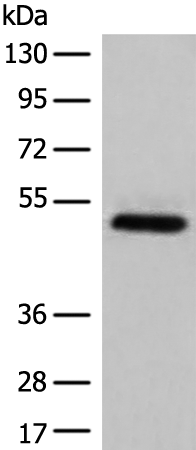 TRIM39 Antibody