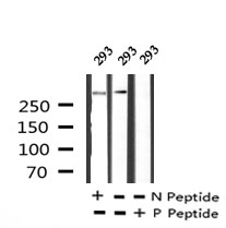 Filamin A (Phospho-Tyr1604) Antibody - SAB | Signalway Antibody