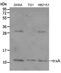 CMP-N-acetylneuraminate-beta-1,4-galactoside alpha-2,3-sialyltransferase Polyclonal Antibody