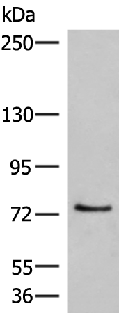 MCMBP Antibody