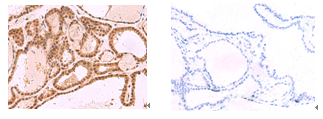 MCMBP Antibody