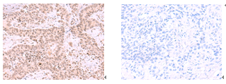 MCMBP Antibody