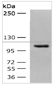 CDH1 Antibody