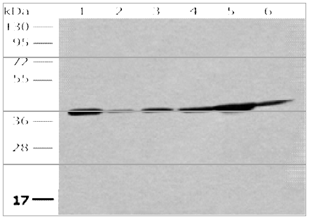 eIF2a(Ab-51) Antibody