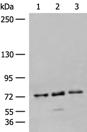 AGBL3 Antibody