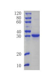 Angiogenin