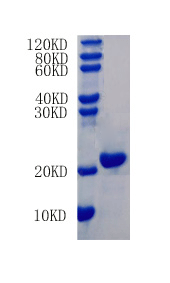 Interferon gamma