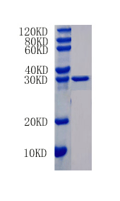 Interleukin-4