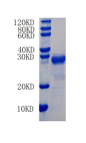 Interleukin-6